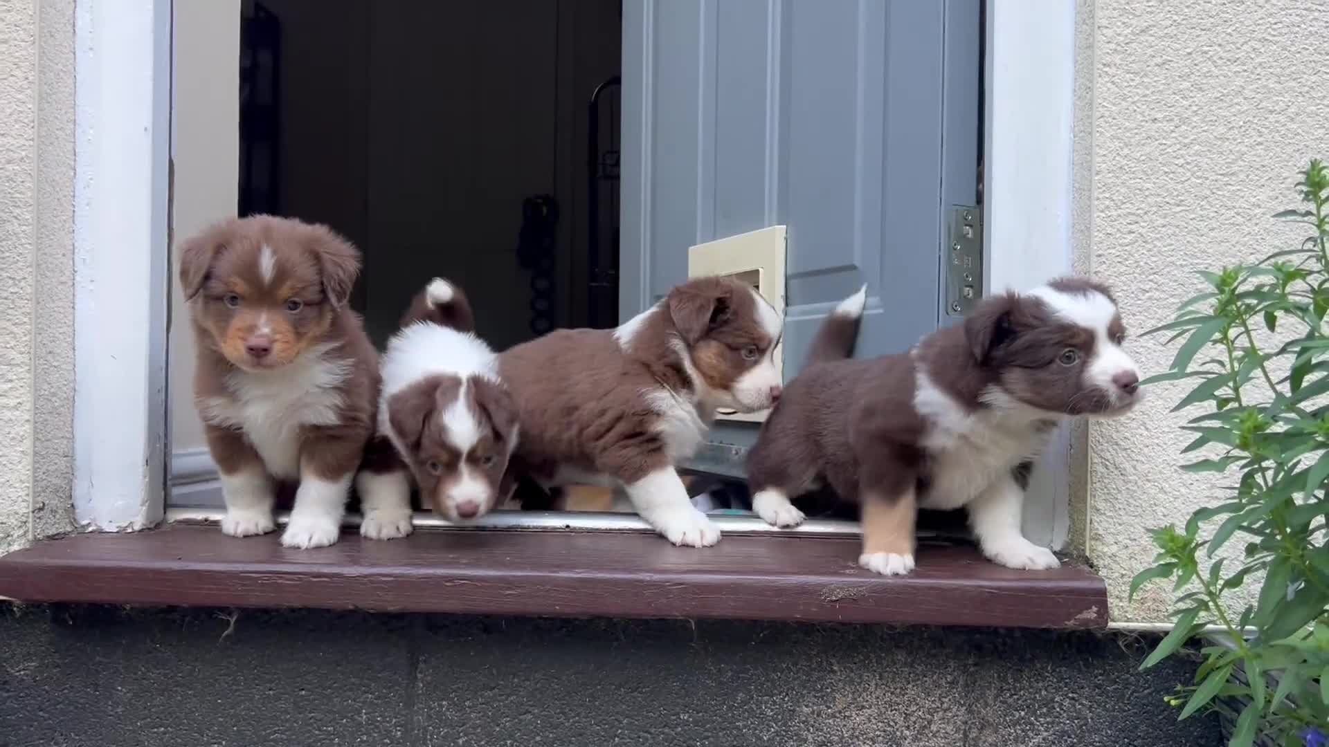 Miniature American Shepherd dogs for sale: Red Tri Miniature American Shepherd Puppies  - Video 2