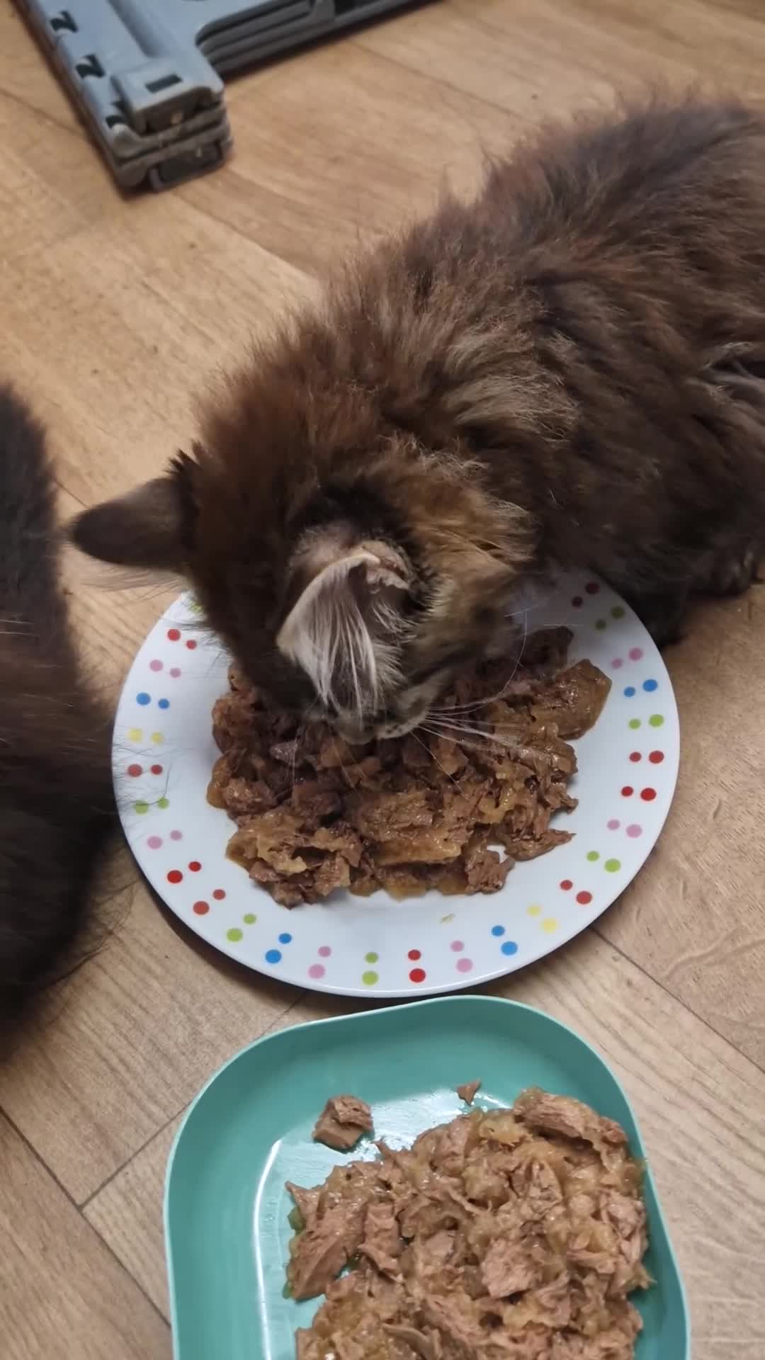 Maine Coon cats for sale: Last 2 gorgeous TICA mainecoons ready now - Video 1