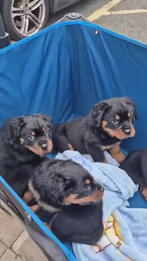 Rottweiler dogs for sale: Both Parents Elbows/hips scored, LEMP/JLPP Clear - Video 3