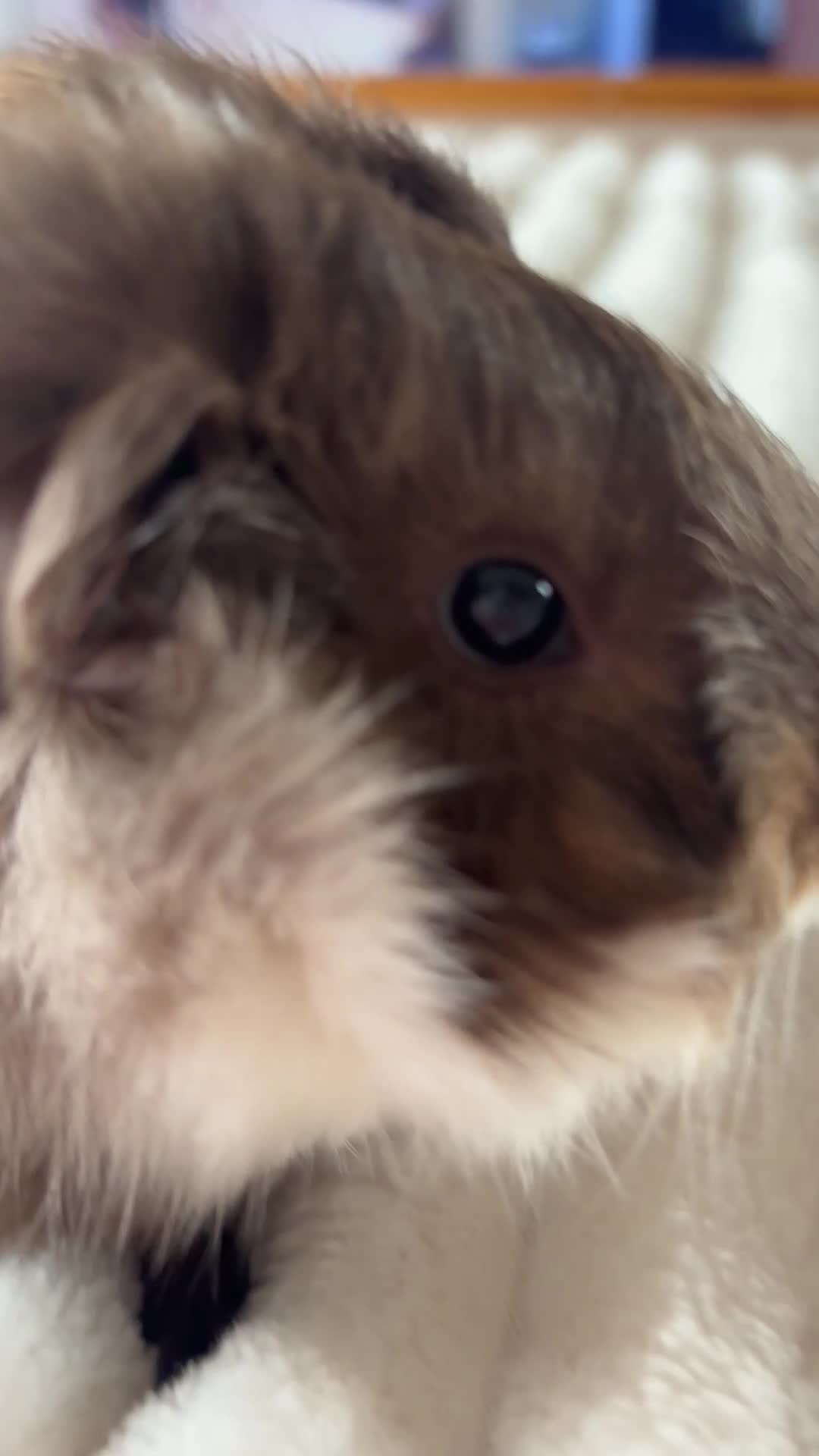 Guinea Pig rodents for sale: Two male guinea pigs for adoption  - Video 1