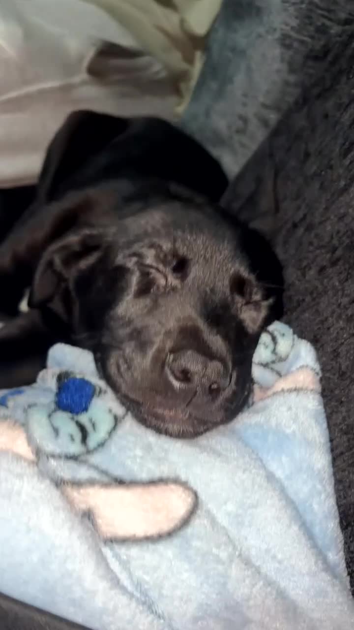 Mixed Breed dogs for sale: Labrador cross  in Rotherham - Video 1