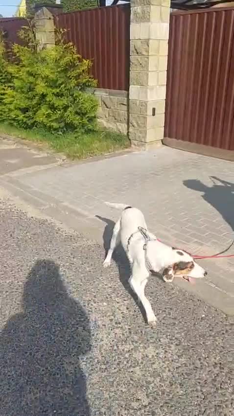 Foxhound dogs for adoption: Hugo – The Puppy Who Survived the Silence - Video 1