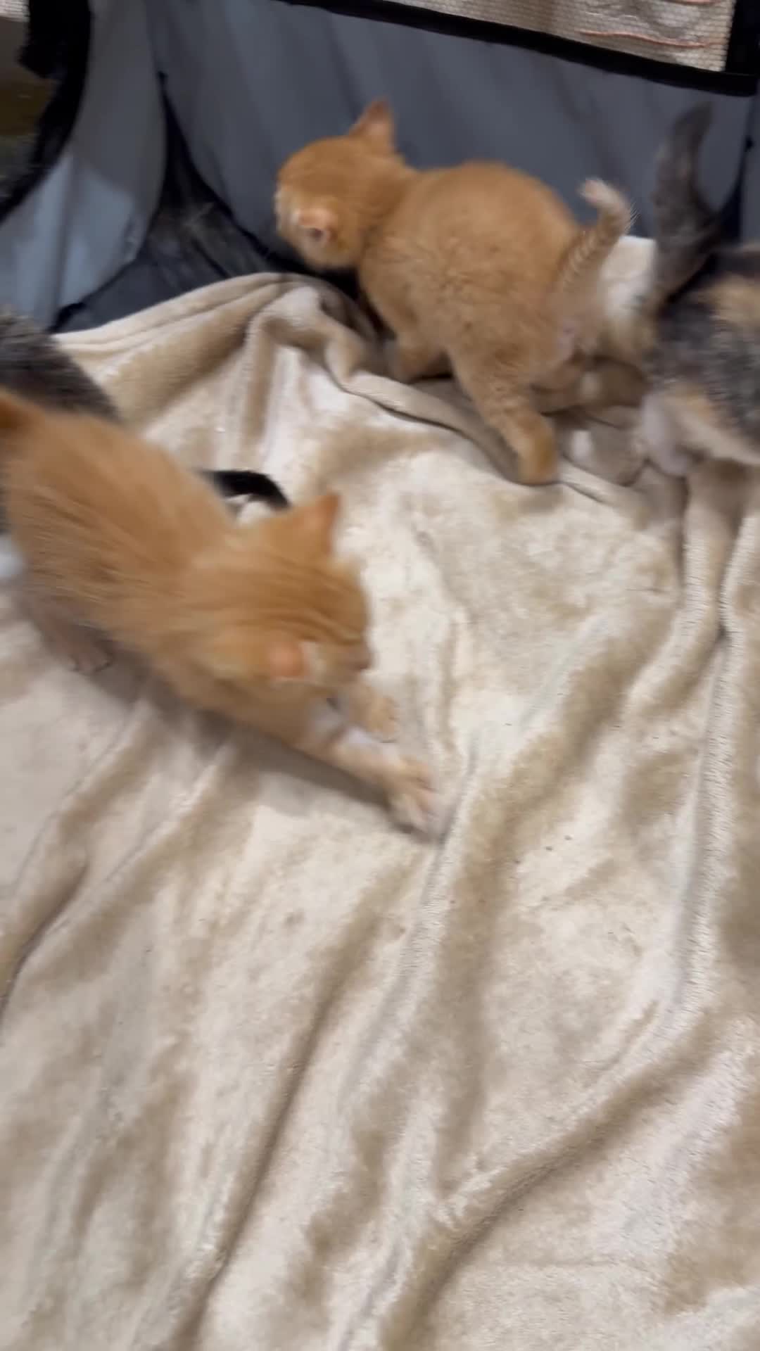 Mixed Breed cats for sale: Cute kitten  - Video 2