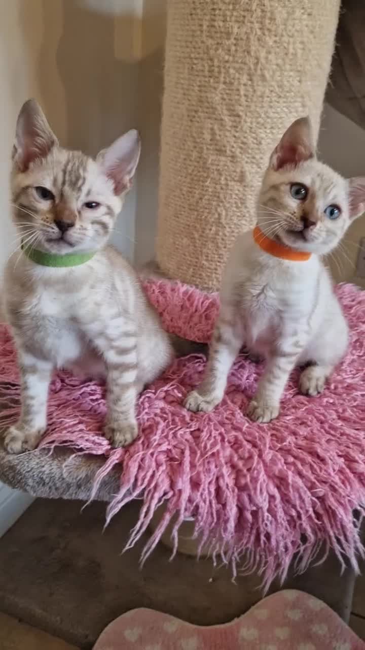 Bengal cats for sale: READY😍Snow bengal whit blue eyes💙last one LEFT  - Video 1