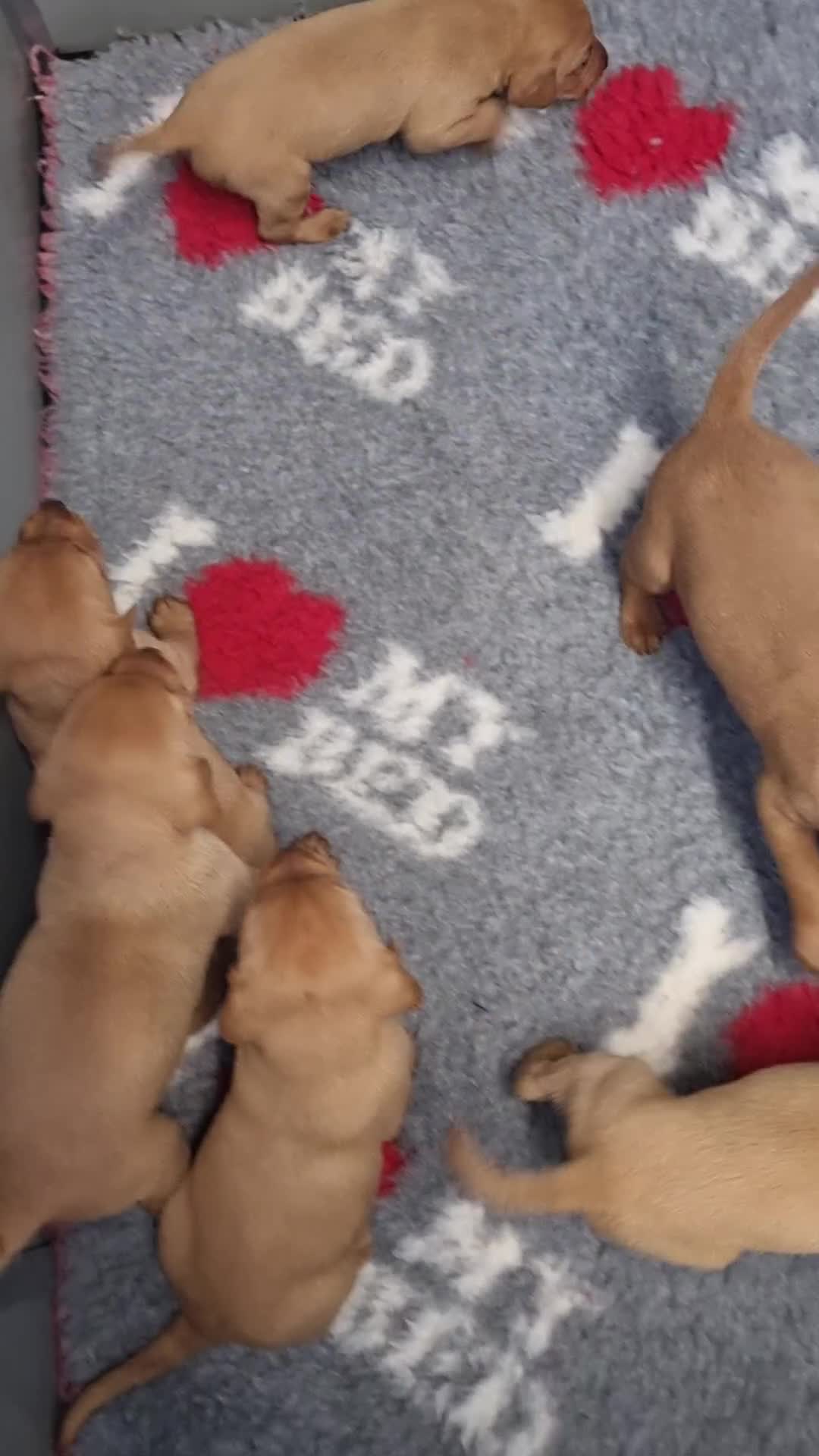 Hungarian Vizsla dogs for sale: Hungarian Vizsla x Fox Red Labrador Puppies - Video 1
