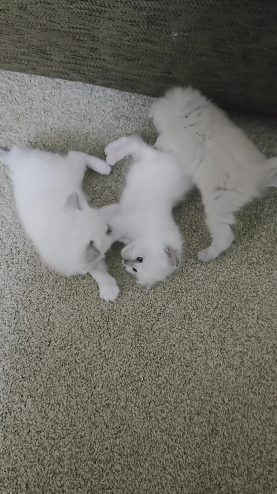 Ragdoll cats for sale: Beautiful Blue Point Ragdoll Kittens 🐾💙 - Video 1