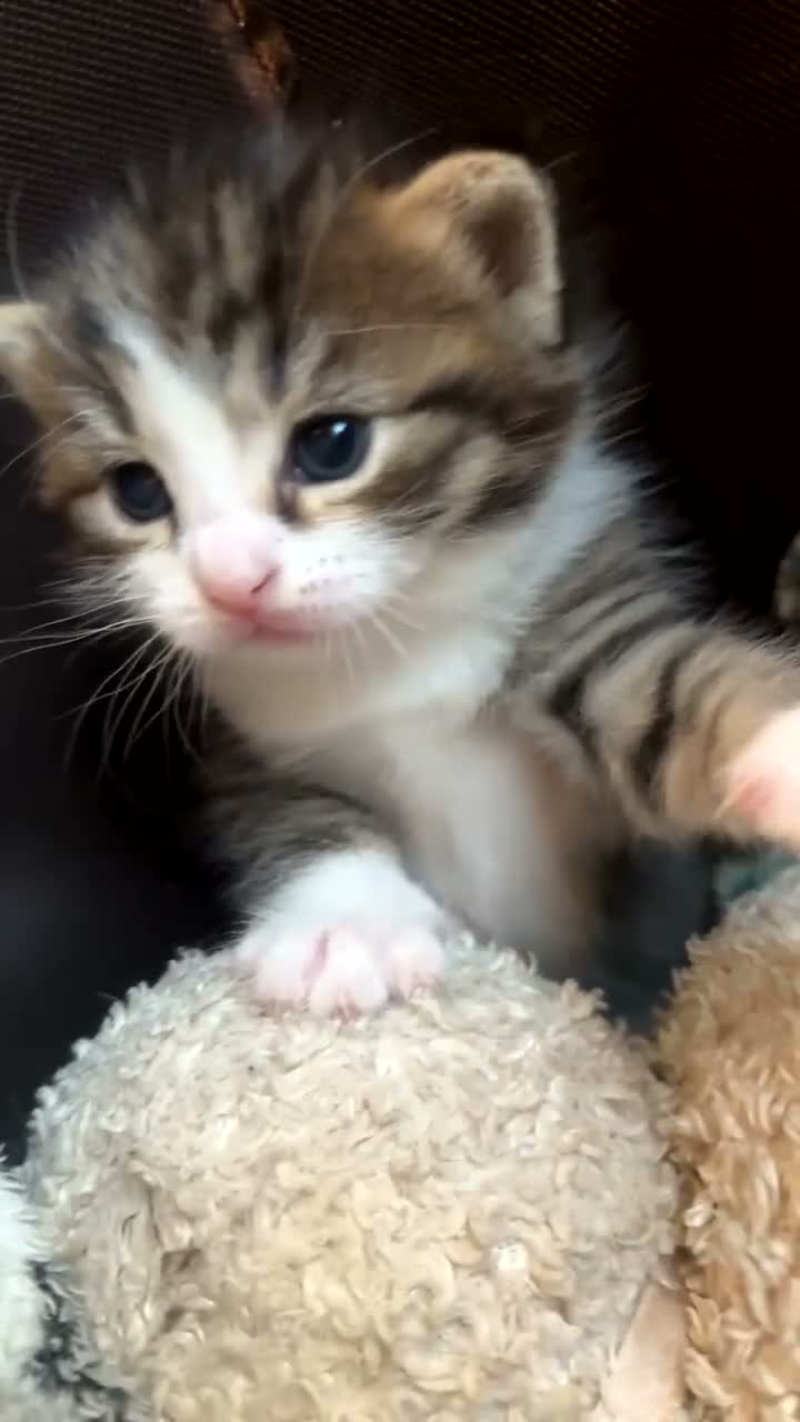 Mixed Breed cats for sale: 2 stunning kittens ready in 4 weeks  in Port Talbot - Video 1