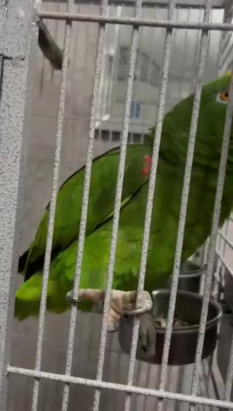 Parrots birds for sale: Yellow napp amazon - Video 4