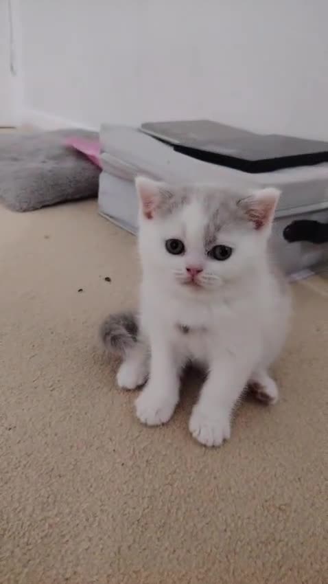 British Shorthair cats for sale: Ready- GCCF & Tica Quality BSH for Sale 🐾 in London - Video 1