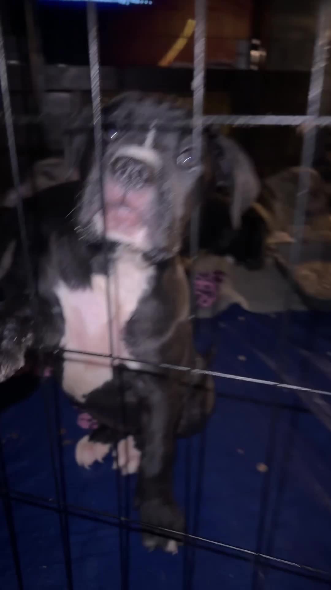 Mixed Breed dogs for sale: Stunning girl looking for forever home  - Video 2