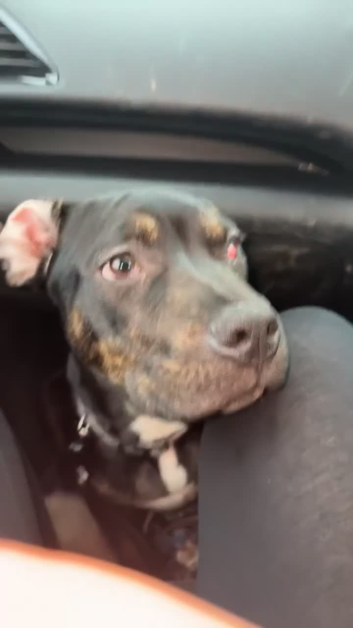 Mixed Breed dogs for sale: Puppy for sale - Video 1