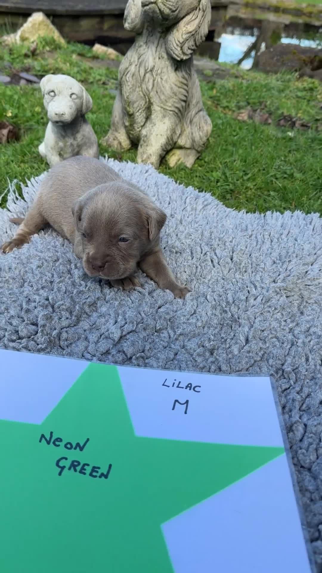 Cane Corso dogs for sale: 5 Towns Corsos Spring litter  - Video 4