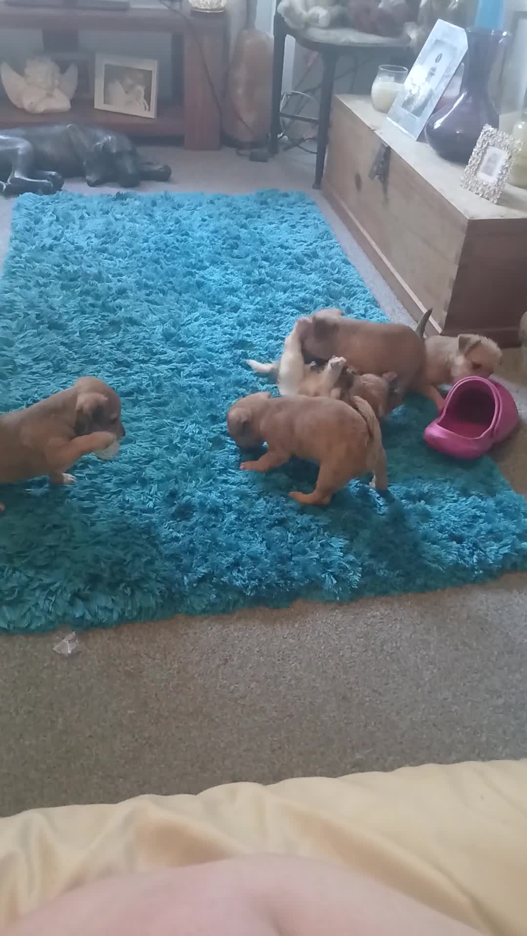 Mixed Breed dogs for sale: Beautiful chihuahua x norfolk terrier - Video 1