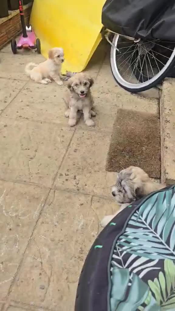 Zuchon dogs for sale: Zuchon Puppies for sale 6 Male and 2 Female  - Video 1