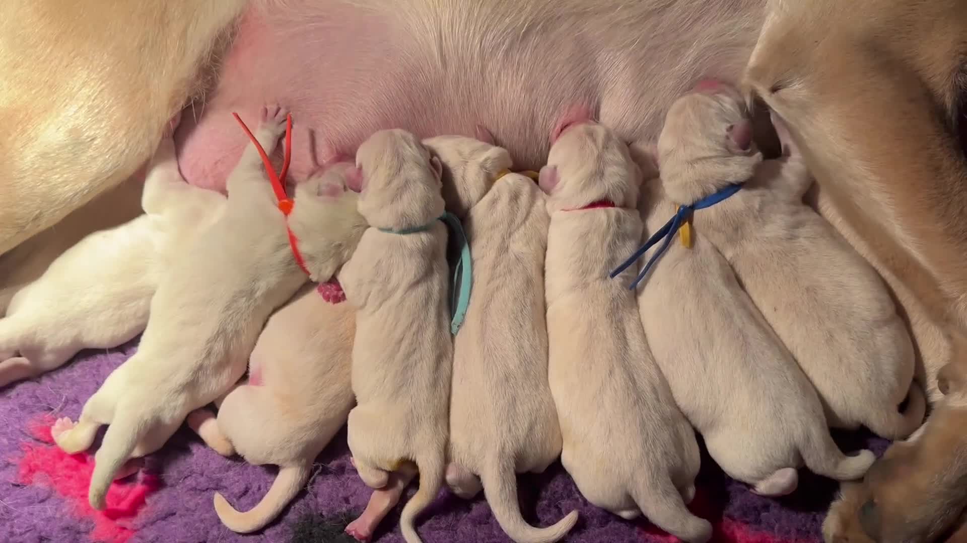 Labrador Retriever dogs for sale: 10 chunky Yellow/white labs 280 plus clear DNA - Video 2