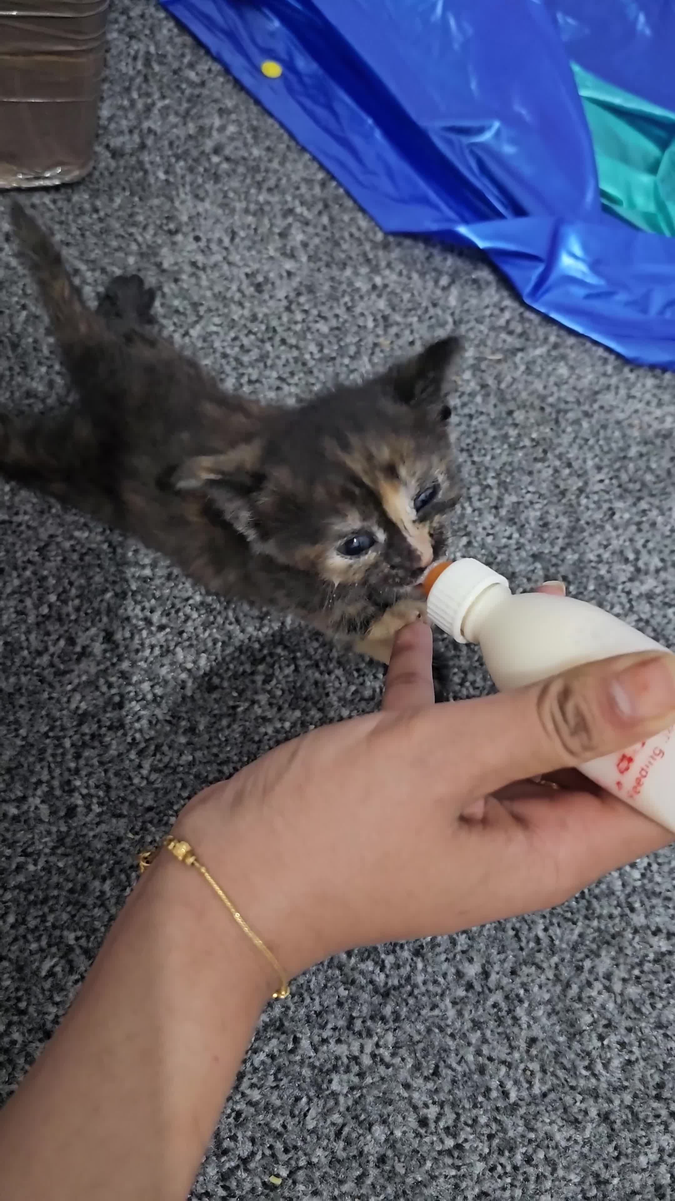 Domestic Shorthair cats for sale: Kittens for sale  in Ilford - Video 2