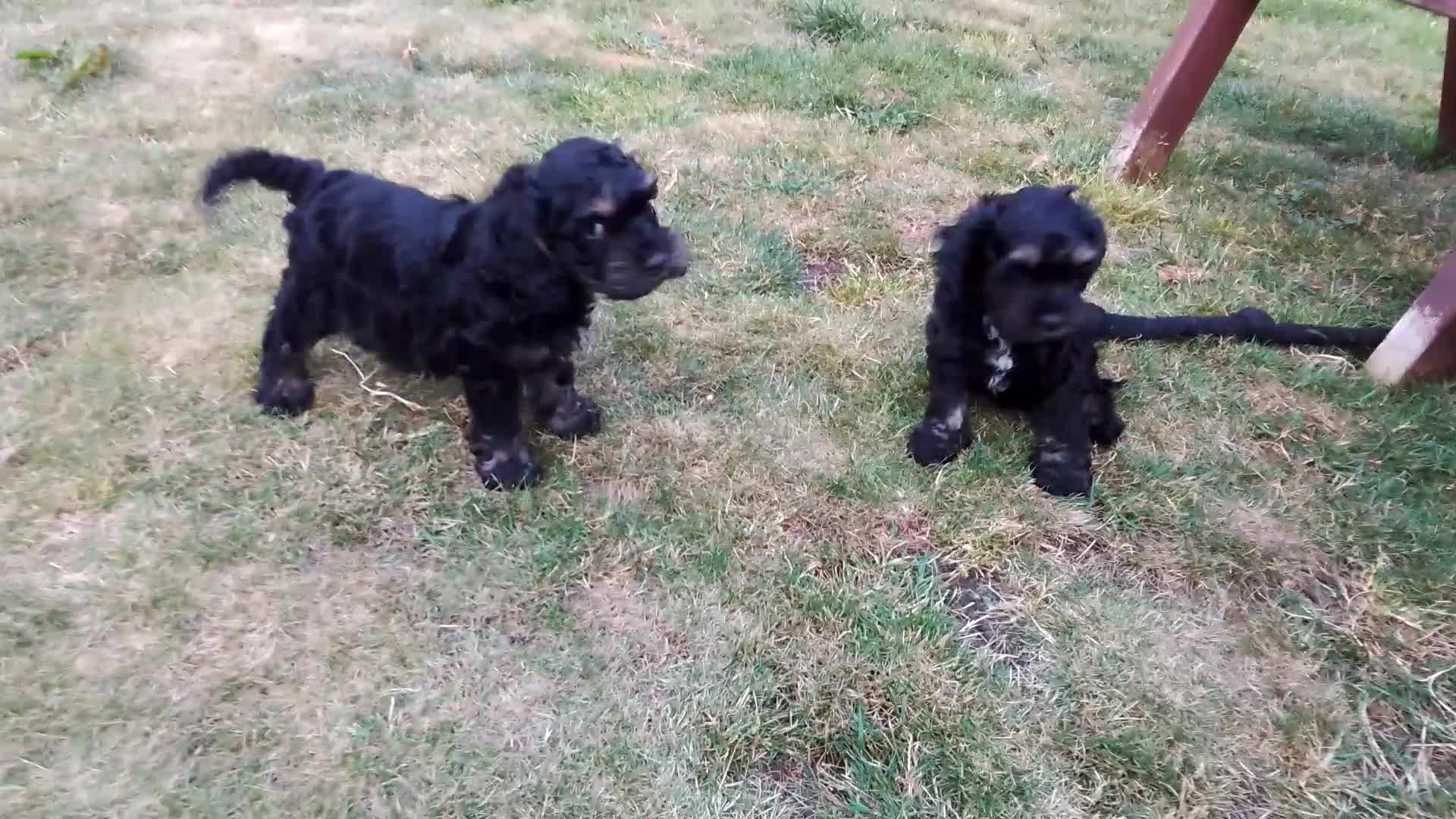 American Cocker Spaniel dogs for sale: ADORABLE YANKEE DOODLES  in Lauder - Video 2