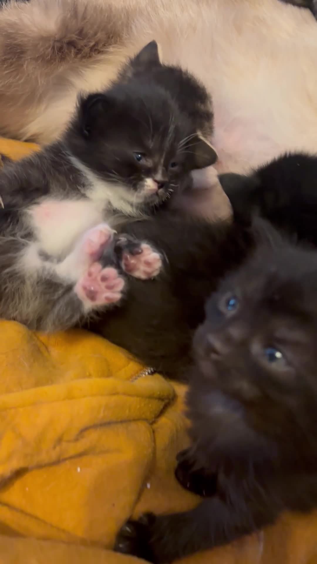 Mixed Breed cats for sale: Half Siamese kittens  - Video 1