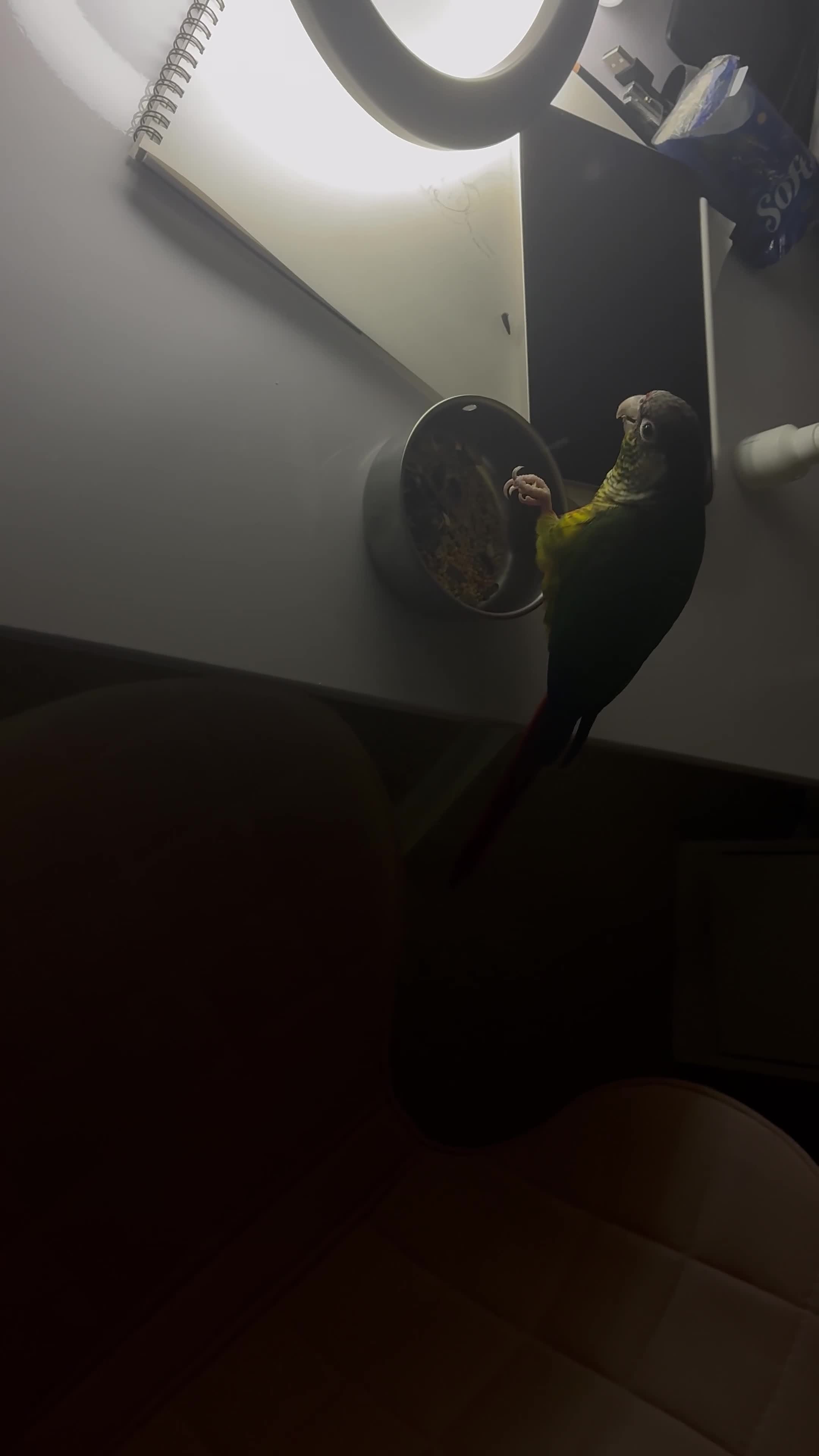 Conures birds for sale: Green cheek conure - Video 1