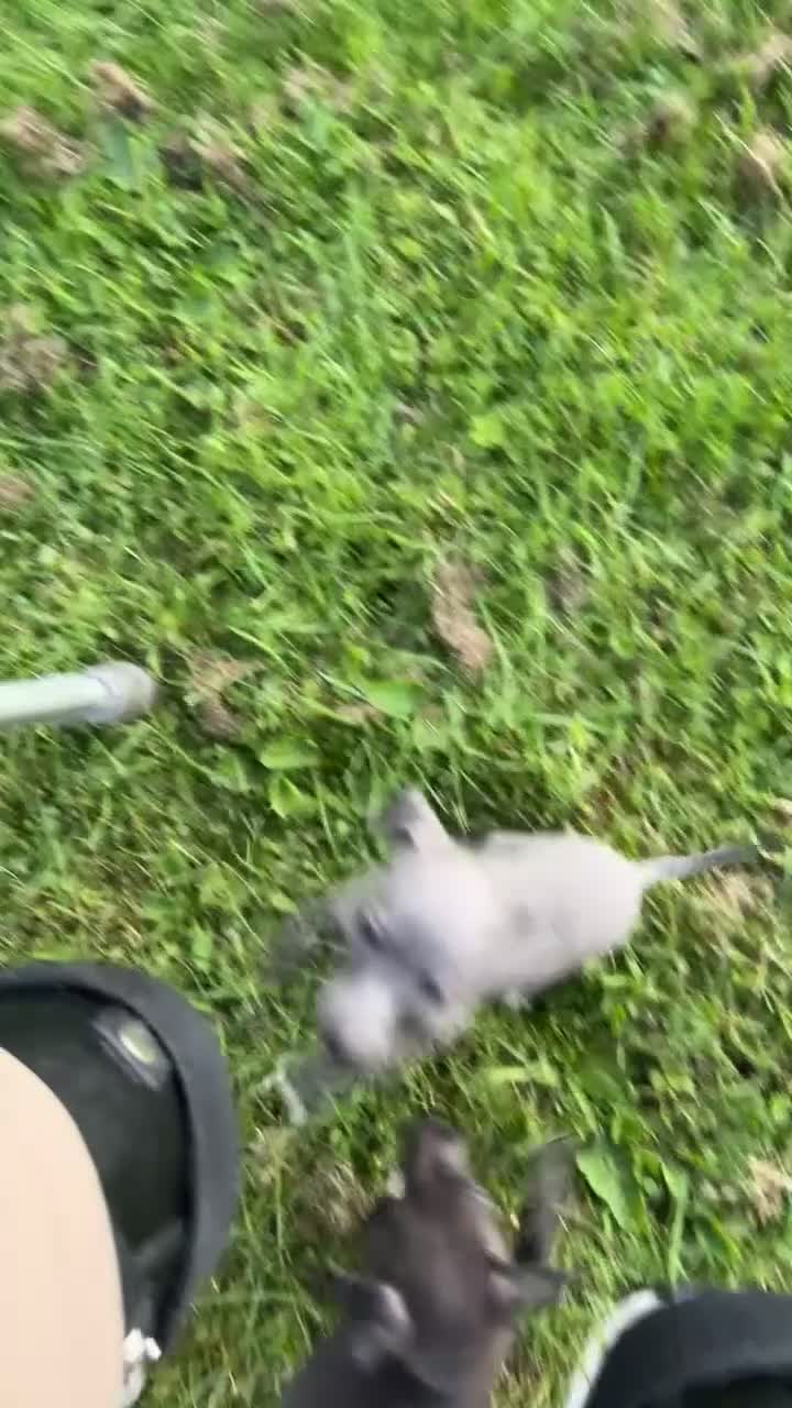 Italian Greyhound dogs for sale: Italian Greyhound puppies - Video 1
