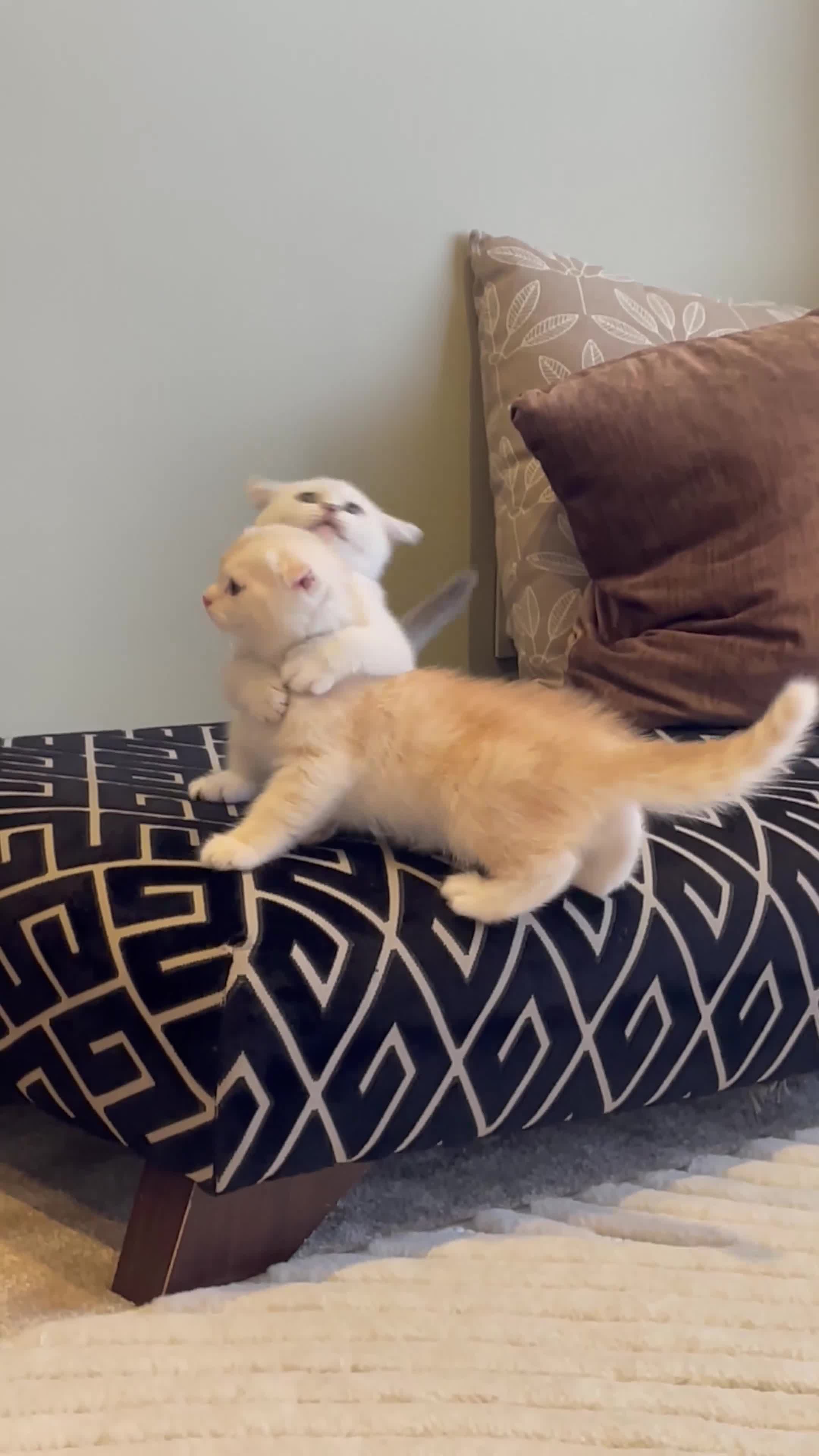 Scottish Fold cats for sale: Champion Bloodline Scottish Straight! - Video 2