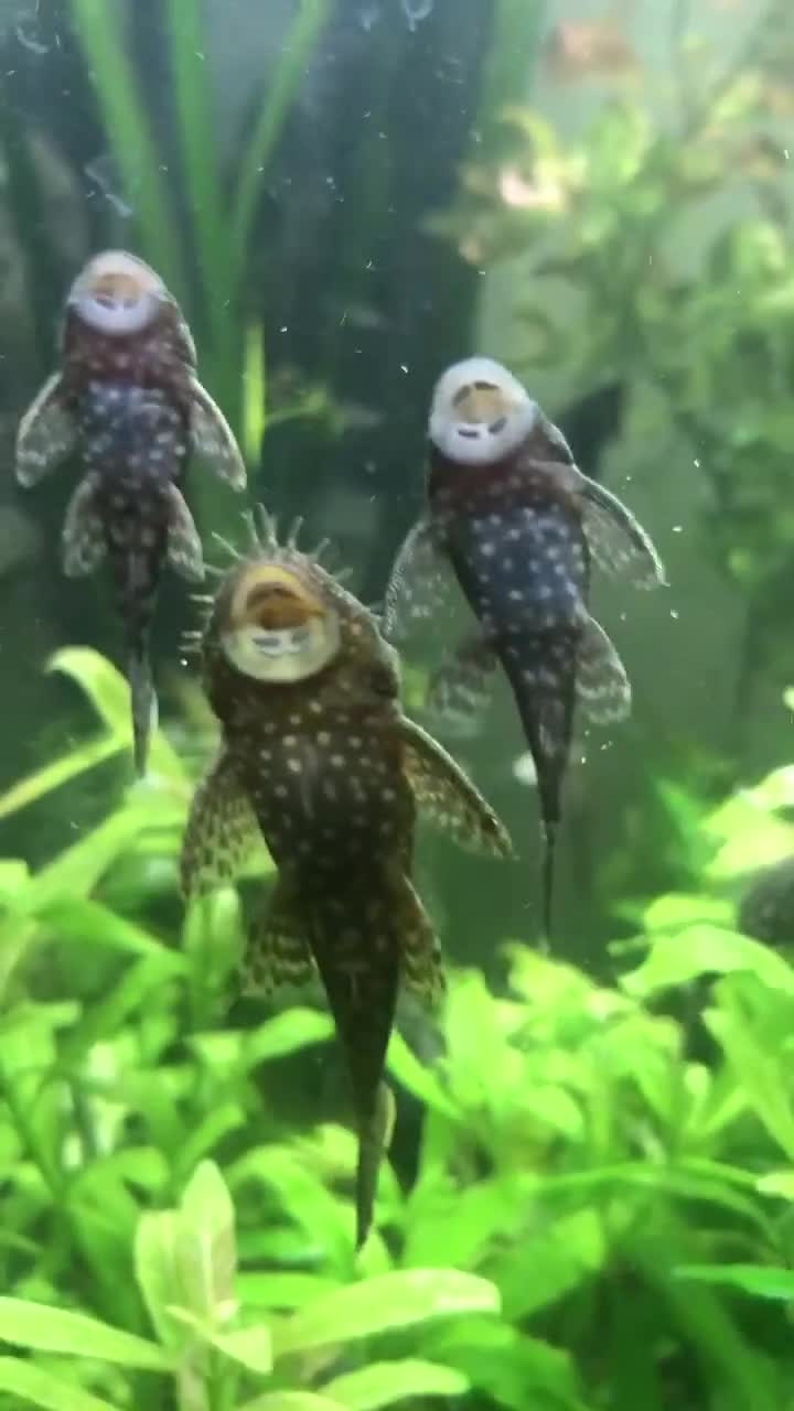 Plecos fish for sale: L144 Blue Eyed Bristlenose Pleco size 3 cm - Video 2