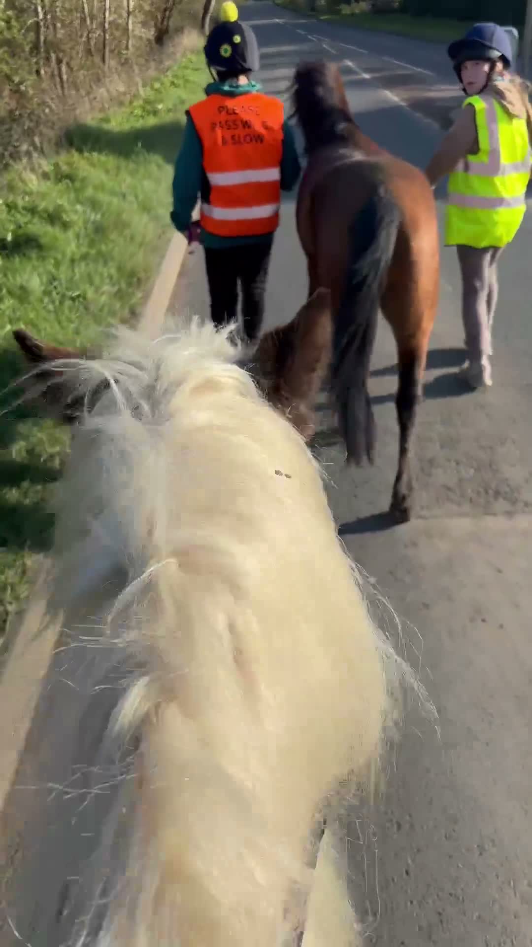 Caspian horse horses for sale: Ant (Rudaki Anthony) in Evesham - Video 2