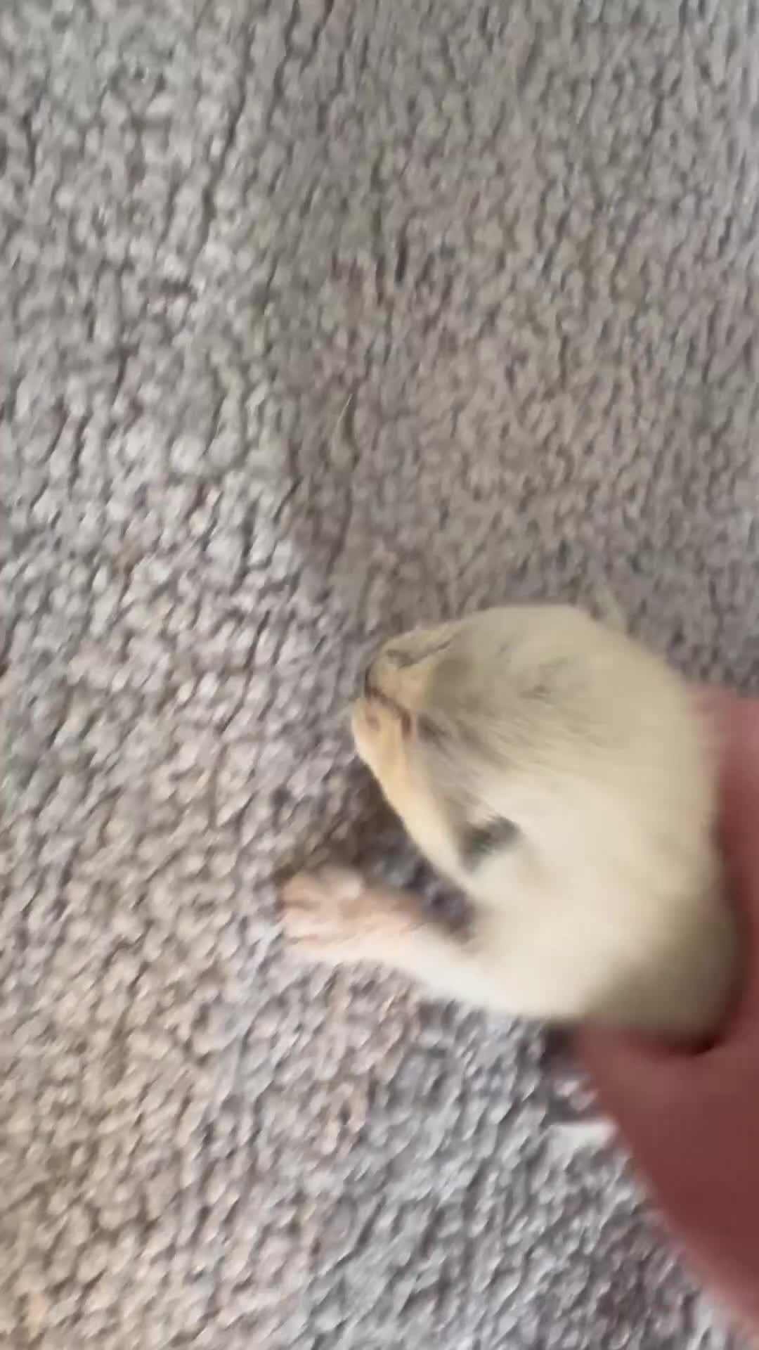 Siamese cats for sale: Siamese stunners  - Video 1