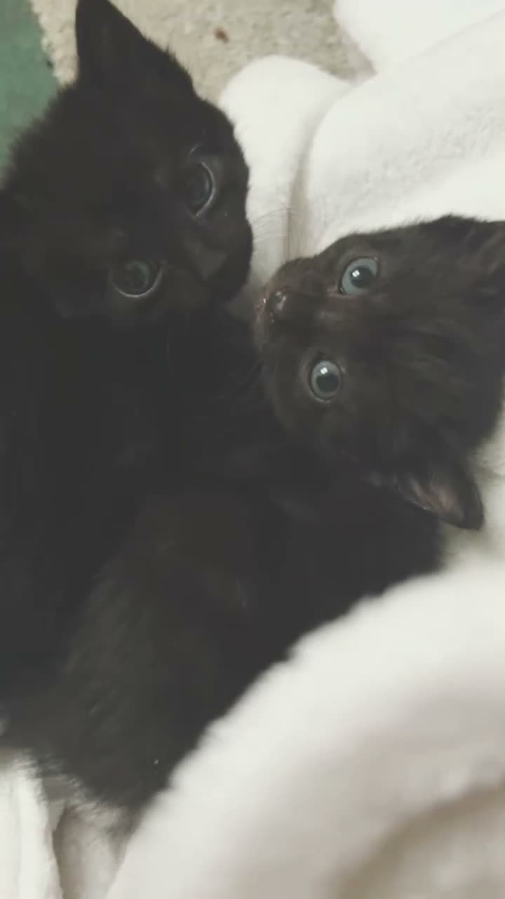 Mixed Breed cats for sale: 2 beautiful black male kittens in Swindon - Video 1