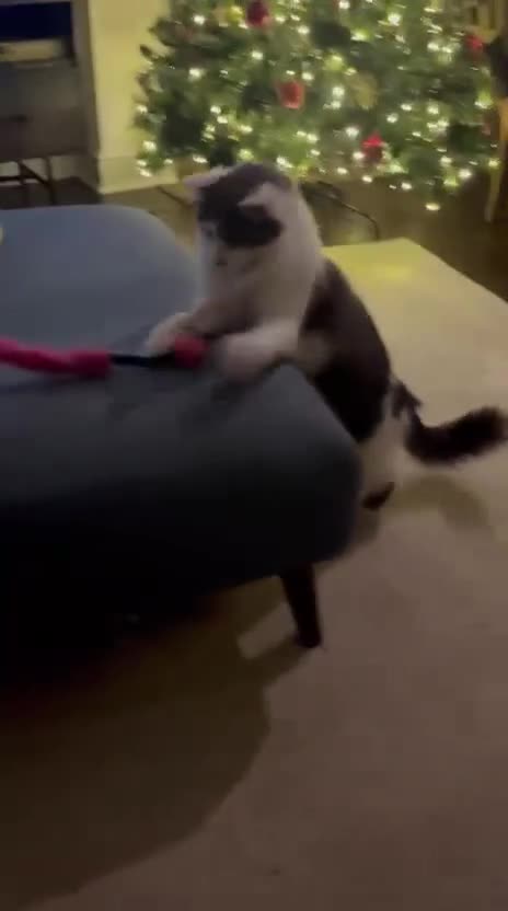 Mixed Breed cats for adoption: Floyd is urgently looking for a home - Video 2