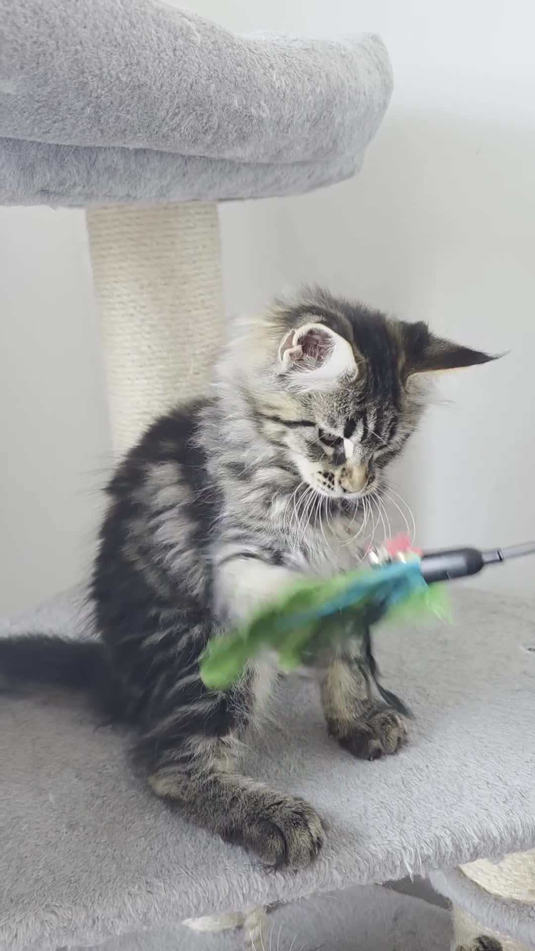 Maine Coon cats for sale: Maine coon pedigree kittens  - Video 4
