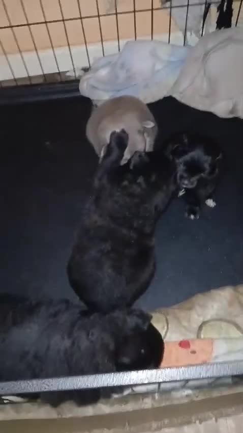 Pomsky dogs for sale: Adorable Pomsky Puppies For Sale - Video 2