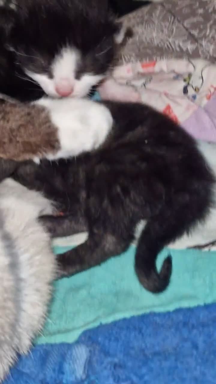 Mixed Breed cats for sale: 🐾 Gorgeous Mixed-Breed Kittens Ready Soon 🐾 - Video 1