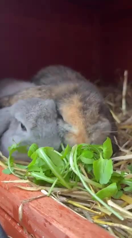 Mini Lop rabbits for sale: 2 Mini Lops - 4 months old  - Video 1