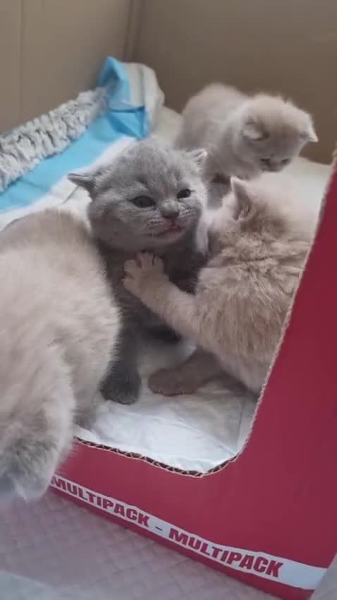 British Shorthair cats for sale: 1 Lilac & 1 Blue BSH kittens left - Video 1