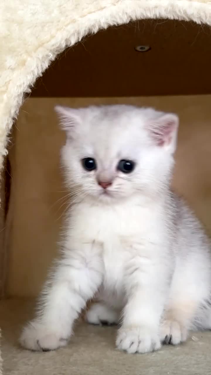 British Longhair cats for sale: 🐾 British Longhair and Shorthair Kittens - Video 3