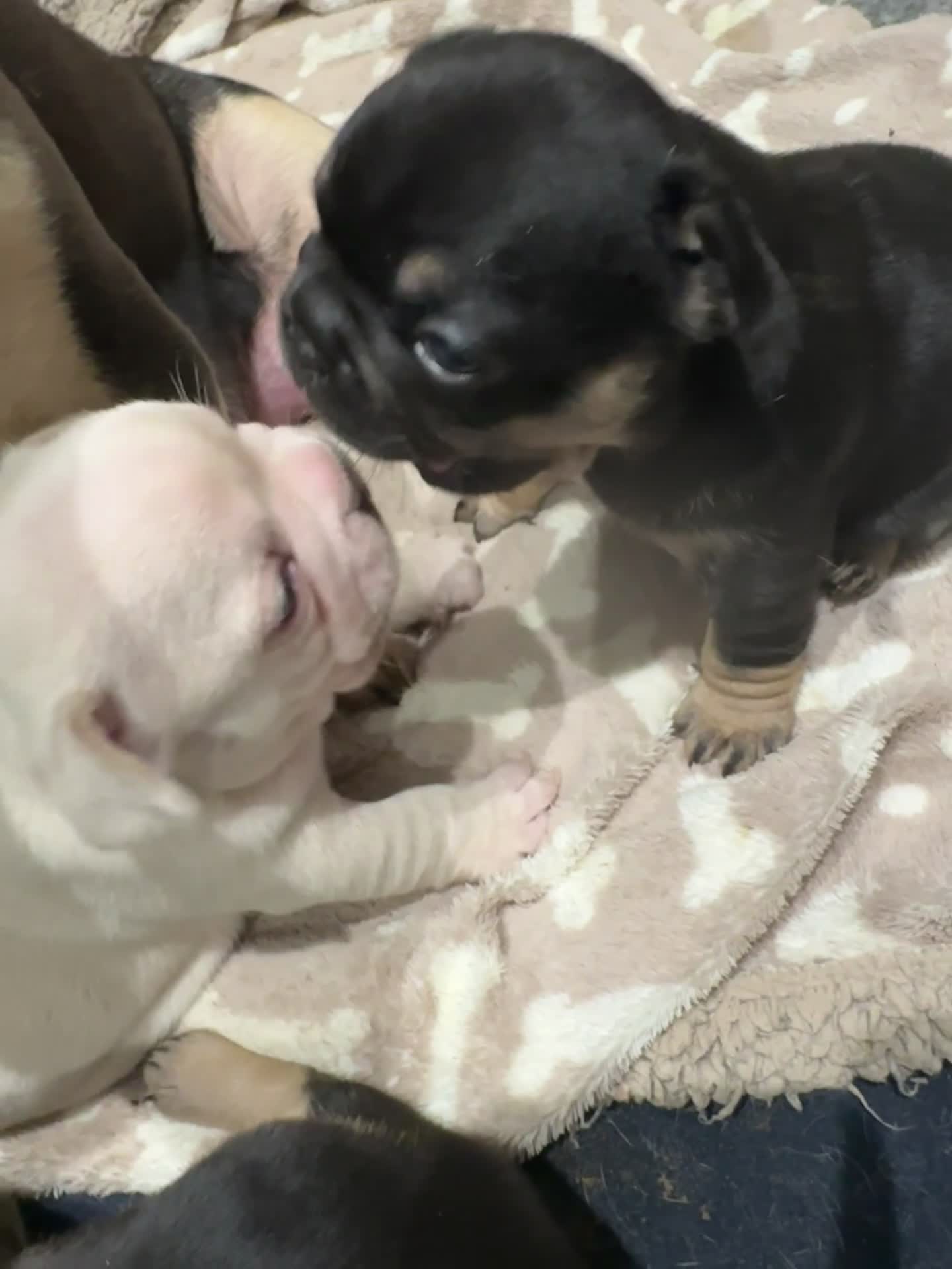 French Bulldog dogs for sale: Quality Frenchbull dogs - Video 1