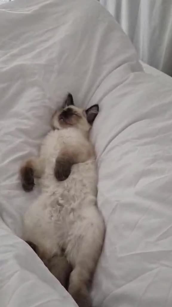 Ragdoll cats for sale: Ragdoll kitten  - Video 2