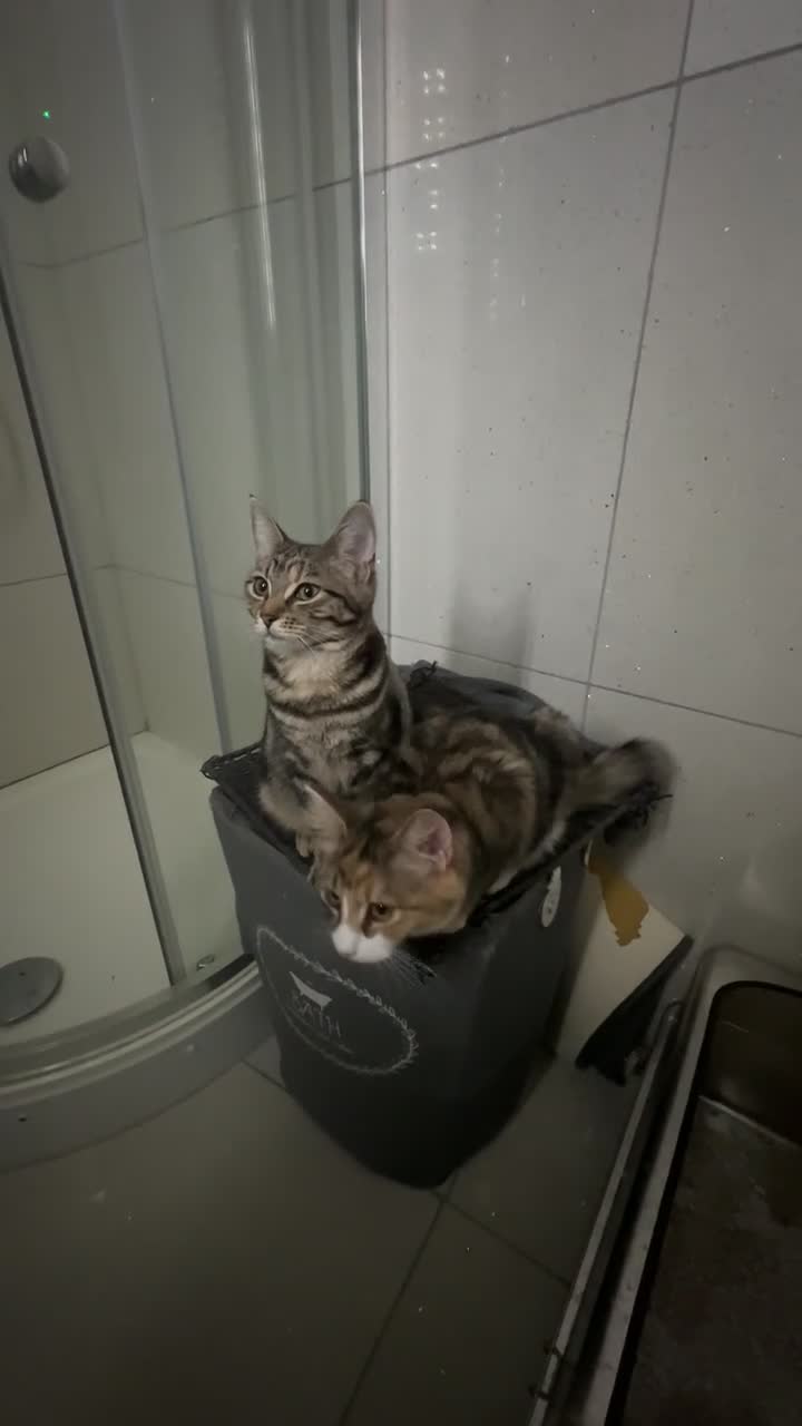 Mixed Breed cats for sale: 2 female cats - Video 2