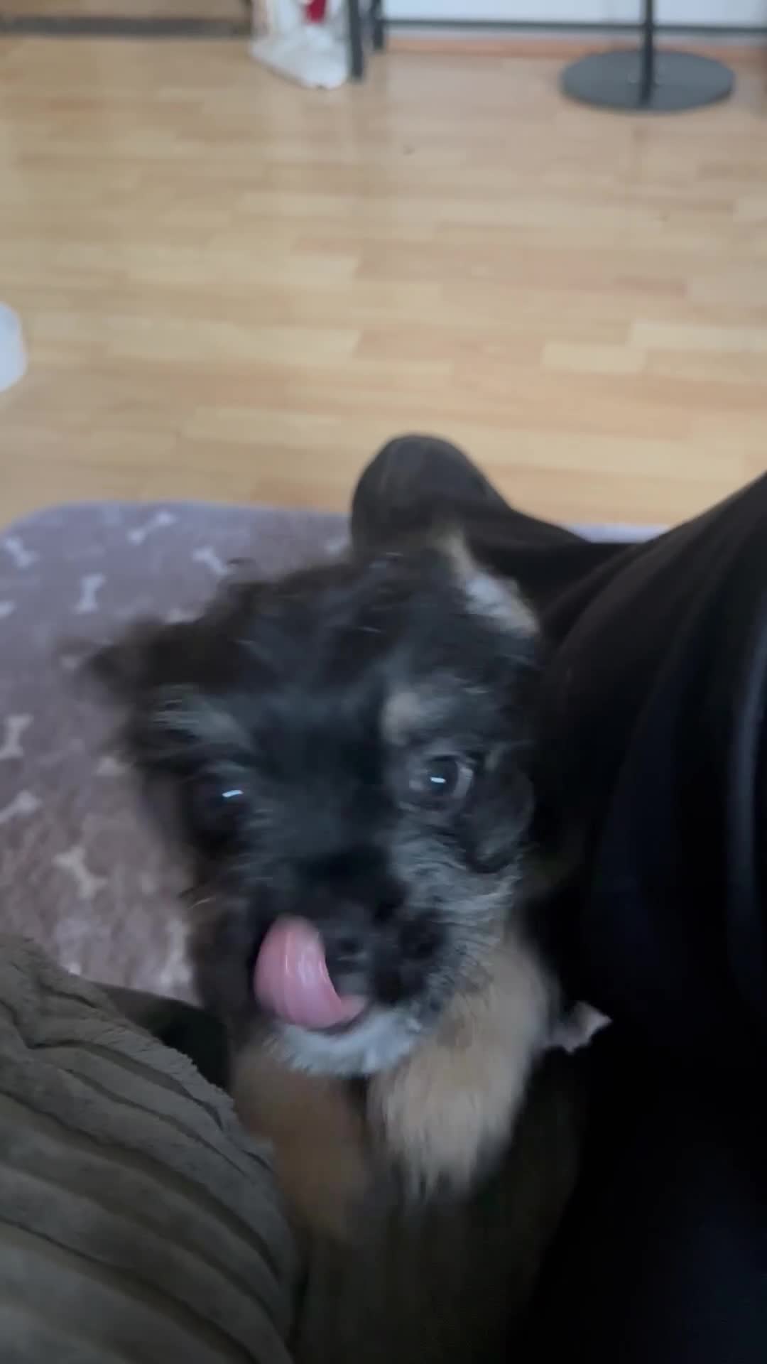 Mixed Breed dogs for sale: french bull dog x carin terrier girls x - Video 1