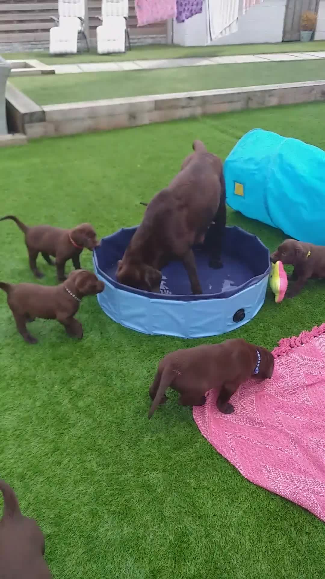 Labrador Retriever dogs for sale: KC Chocolate labrador (Ready To Go Now)🦮 - Video 2
