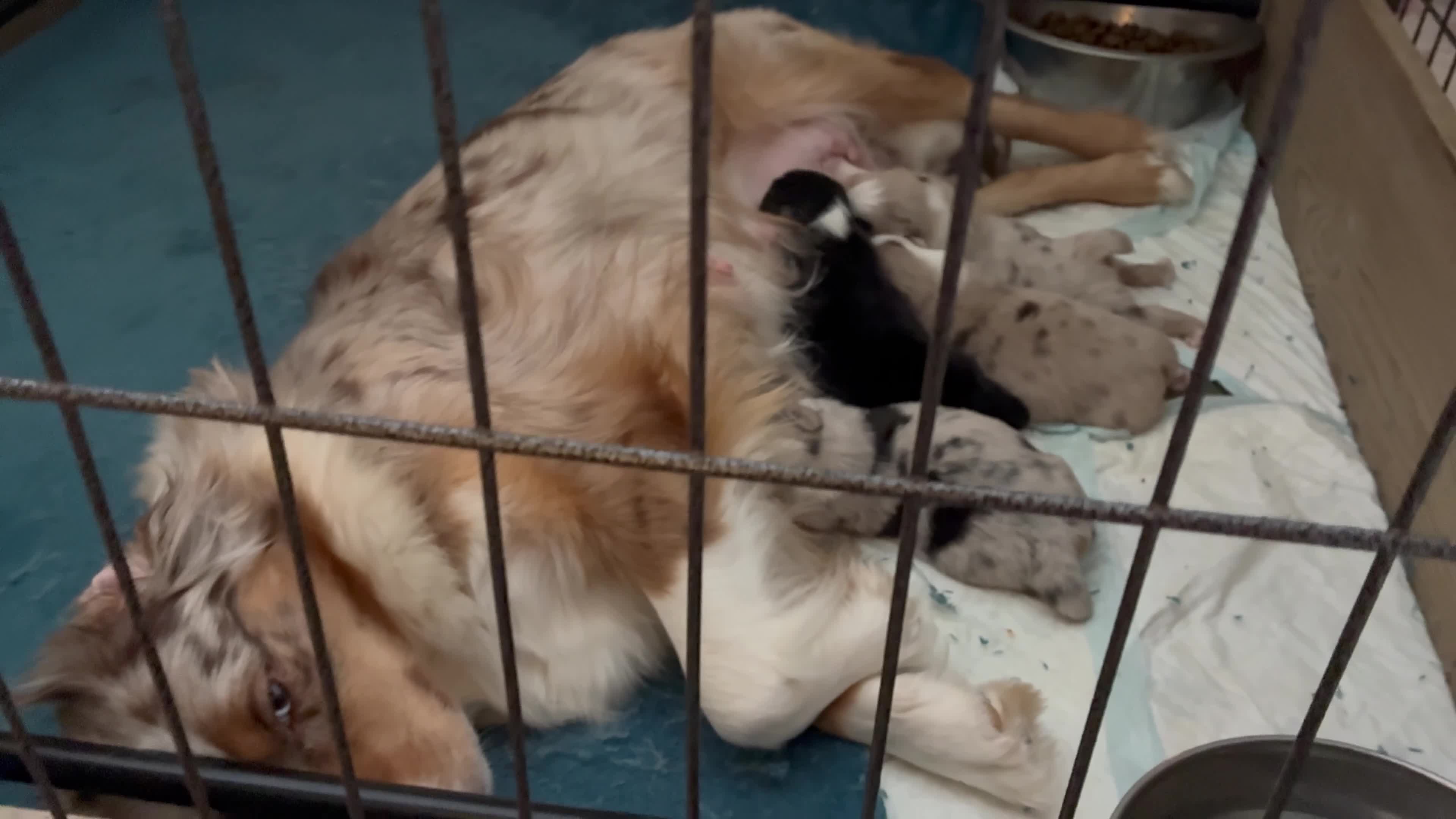 Miniature American Shepherd dogs for sale: ** 1 puppy left ** Mini American Shepherd Puppy - Video 4