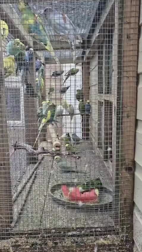 Budgerigars birds for sale: Budgies for Sale Many colours Cages Available  - Video 3