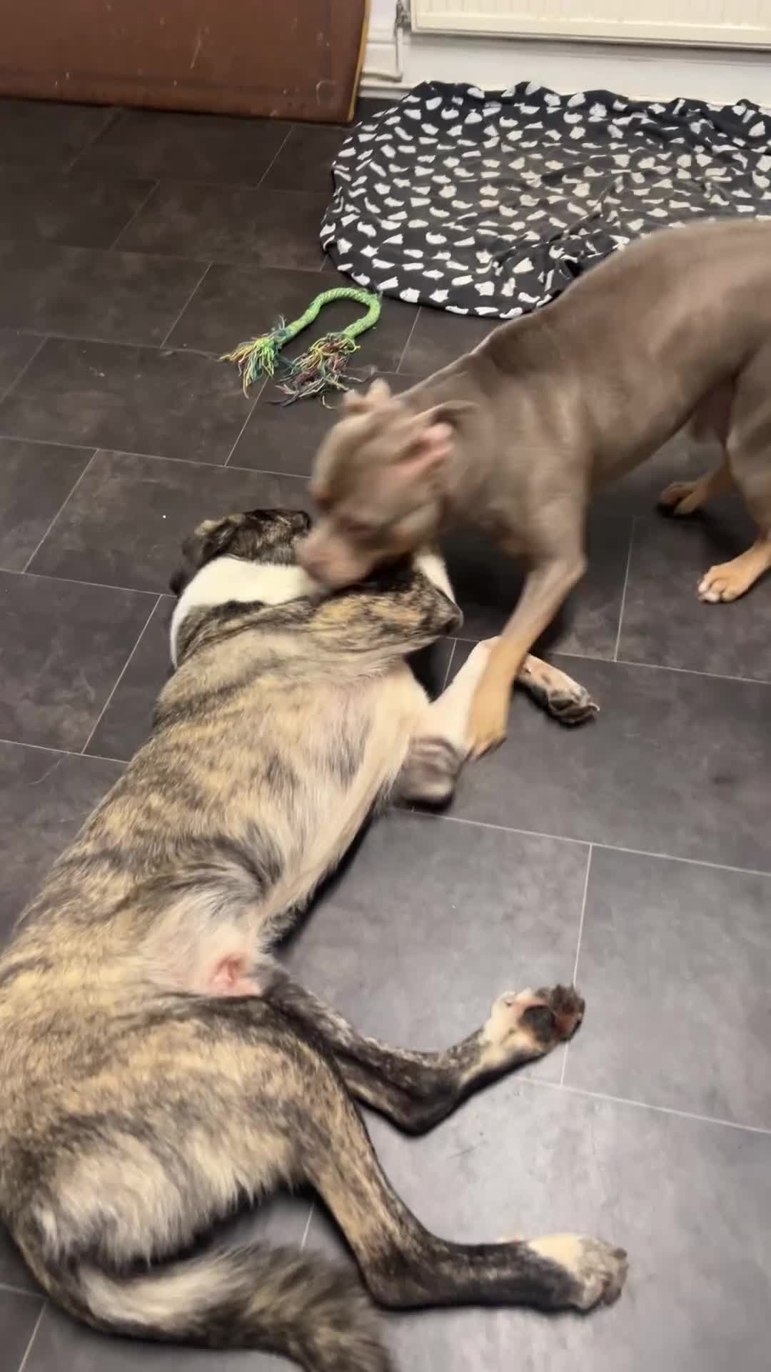 Mixed Breed dogs for sale: Young male seeking new home - Video 2