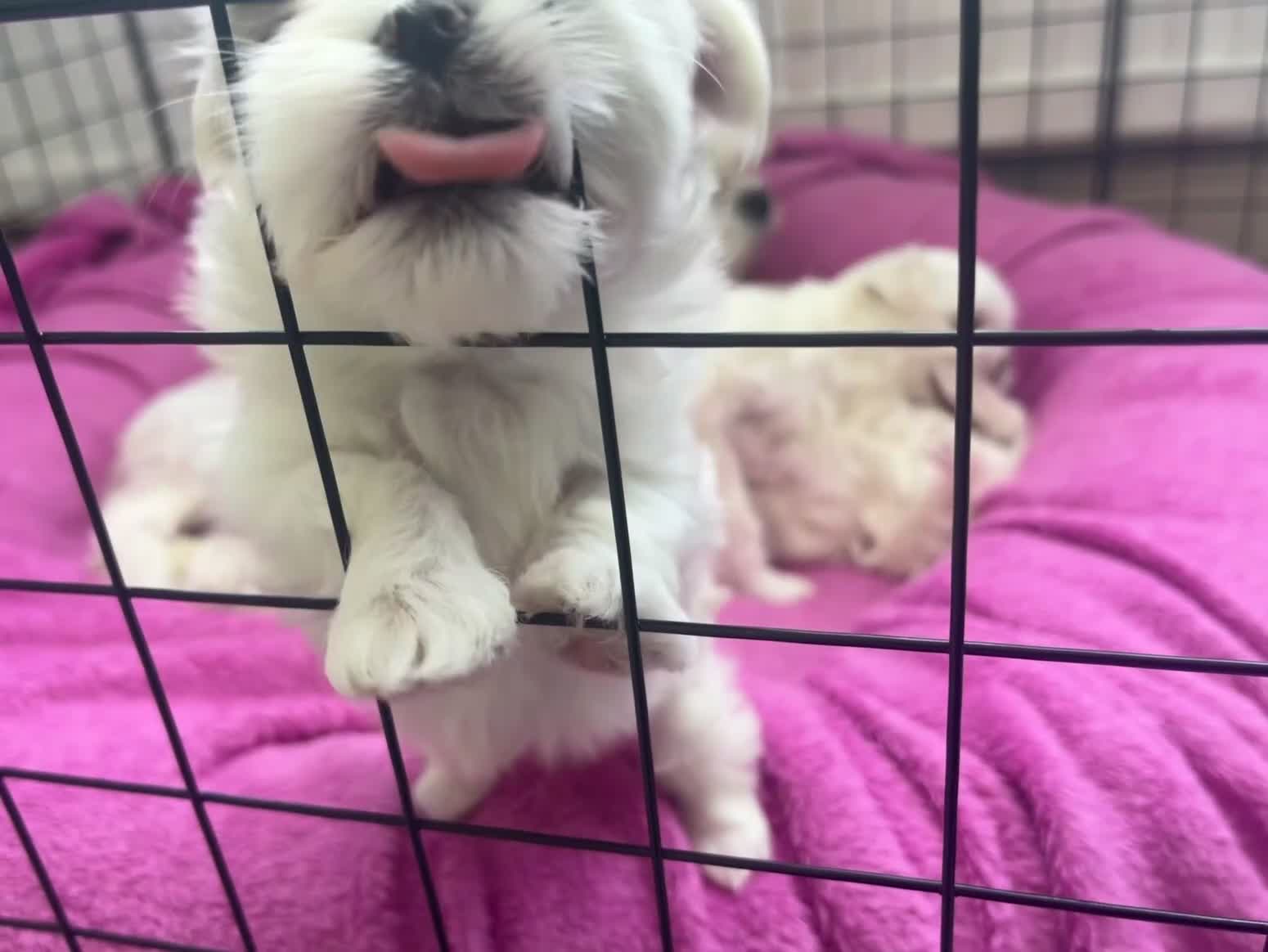Maltese dogs for sale: Beautiful Maltese puppies home raised & socialised - Video 3