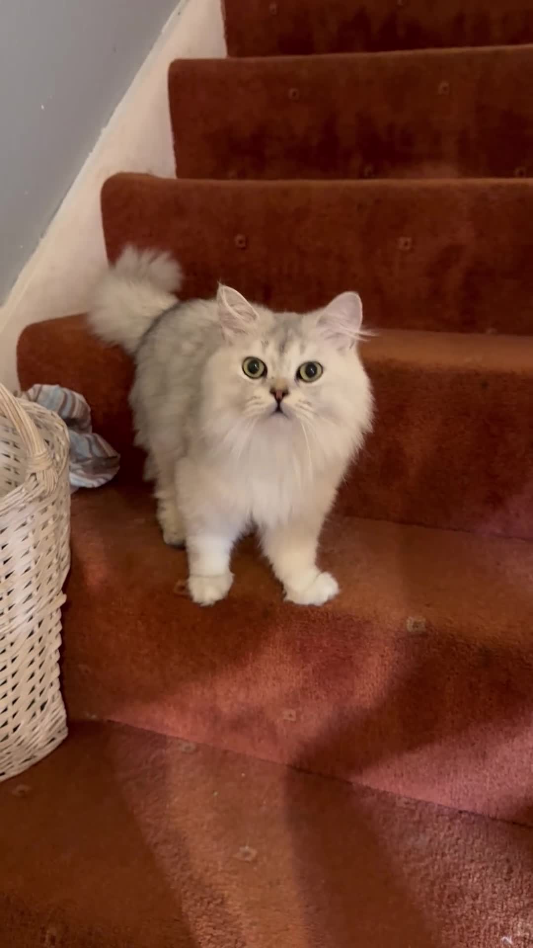 British Longhair cats for sale: Pure British Longhair Female  - Video 1