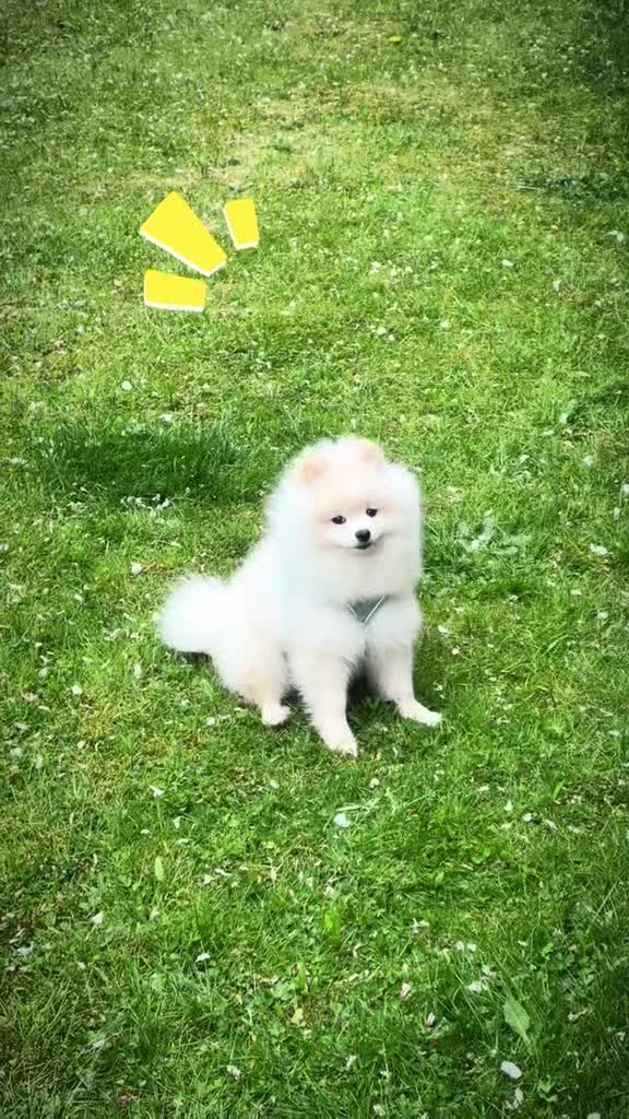 Pomeranian dogs for sale: White Pomeranian Male  - Video 1