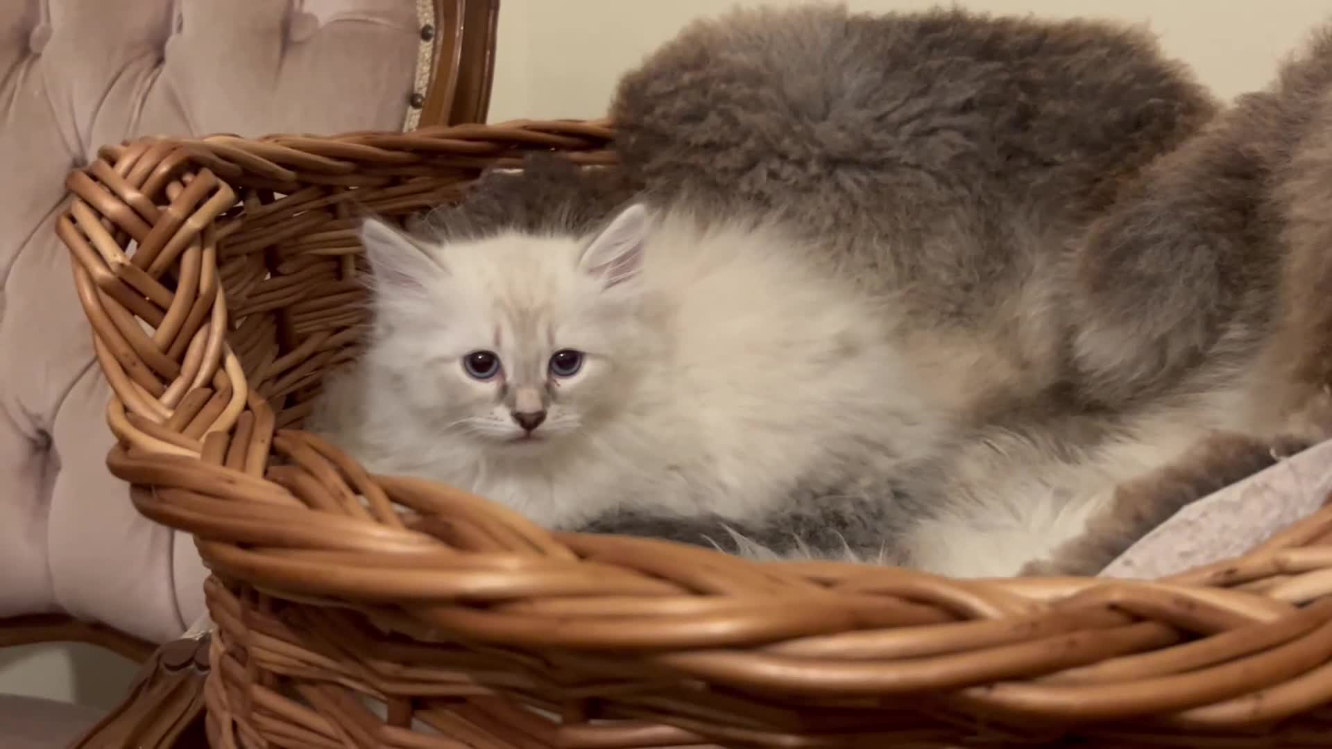Siberian cats for sale: Lovely Siberian Girl 🤗 - Video 1