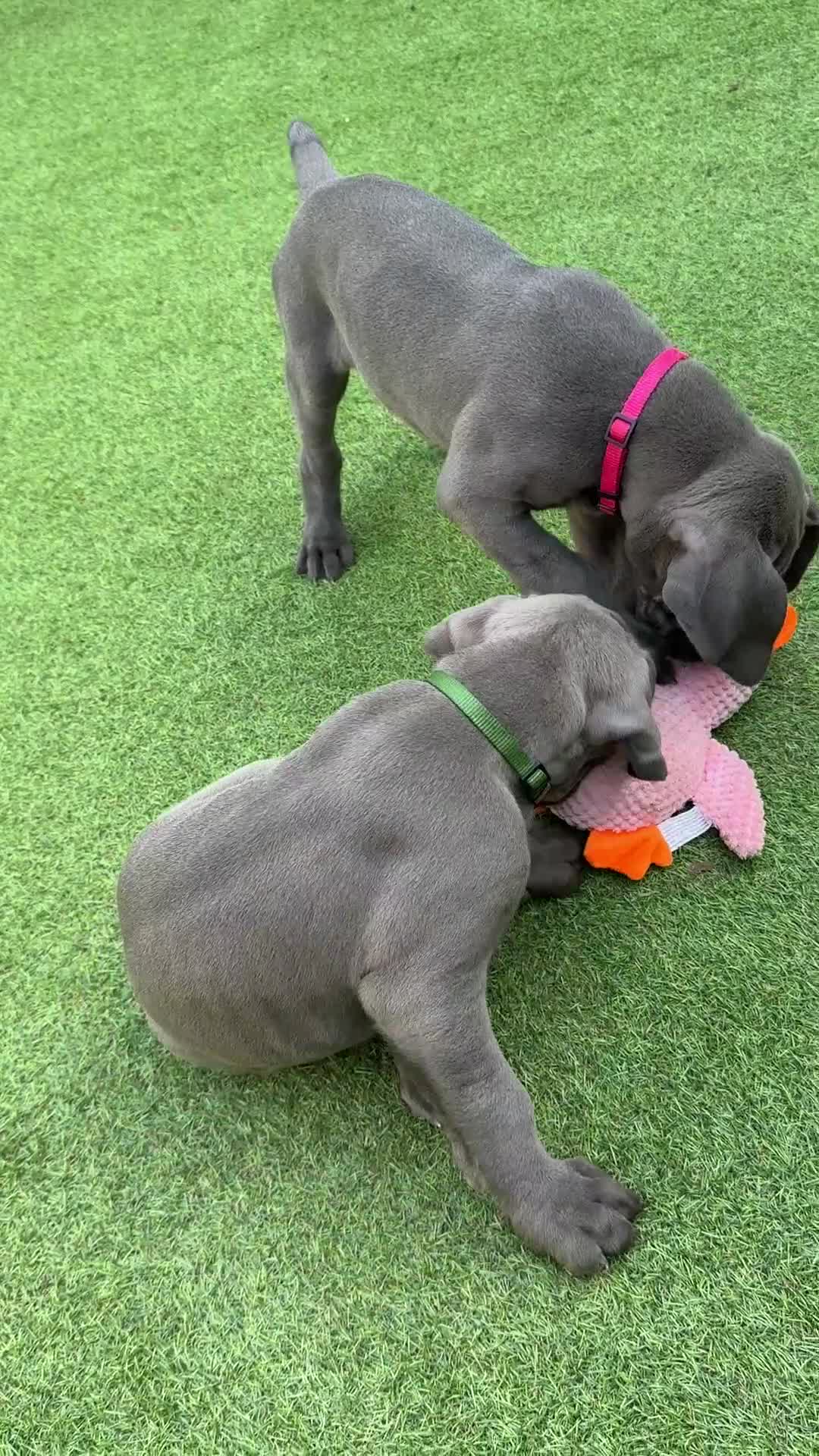 Great Dane dogs for sale: Ready to go! Blue Great Danes - 2 Girls Remaining! - Video 1