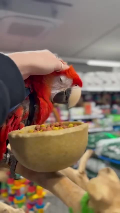 Macaws birds for sale: Handreared Harnessed trained baby Scarlet - Video 1